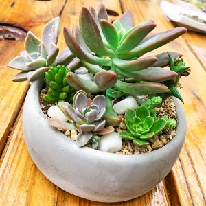 Suculenta en base de cemento rustico
