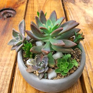 Suculenta en base de cemento rustico